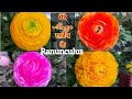 गुलाब नहीं है पर गुलाब से भी जादा खूबसूरत है || ranunculus plant care || ranunculus how to grow