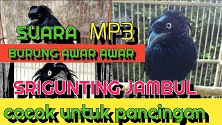 Mp3 suara burung srigunting jambul