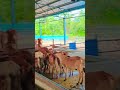 #dairyfarm #gircow #cow #gauseva