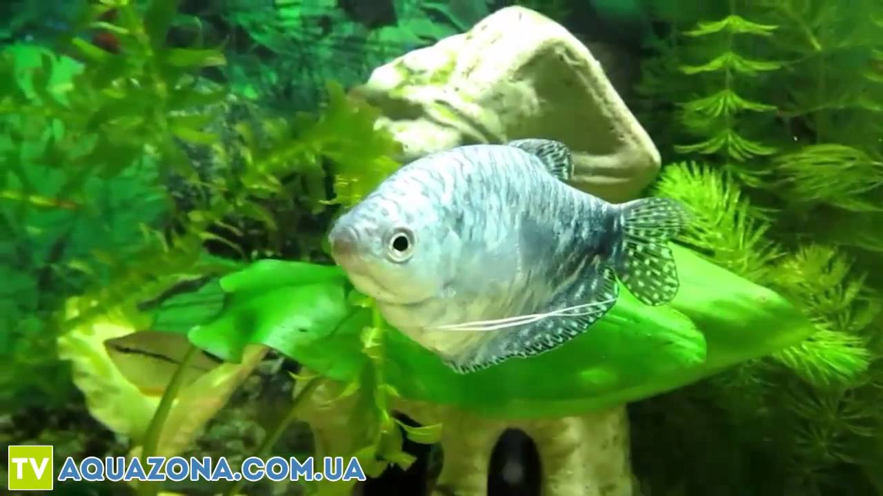 рыбка гурами фото