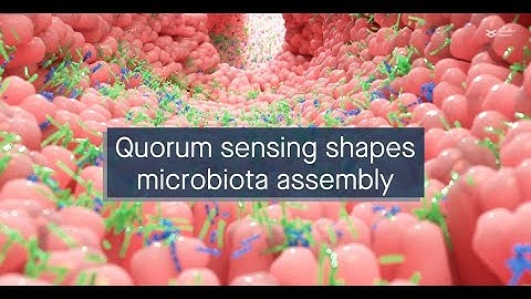 A longitudinal quorum sensing network mediates oral biofilm microbiota assembly