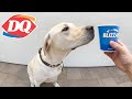 Labrador tries dairy queen blizzard for the first time