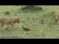When Prey Fights Back Against Predator | Amazing Wild Animal Battles