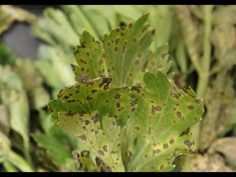 Video: Celery Diseases And Pests. Part 1
