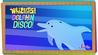 Whizpops! Dolphin Disco Music Video - #readalong