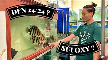 Nuôi CÁ HỔ có cần mở đèn 24/24 như nuôi CÁ RỒNG không ? #cacanhoaihuynh