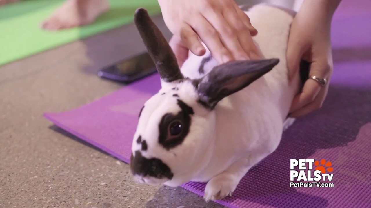 Yoga Bunny Aufwärts Hund Pose Keksausstecher Hase Yogis Spa Retreat Namaste Süß 