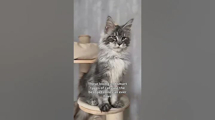 Video 11201751: maine coon cattery, mainecoon cattery, adopt mainecoon cat, maine coon kitten