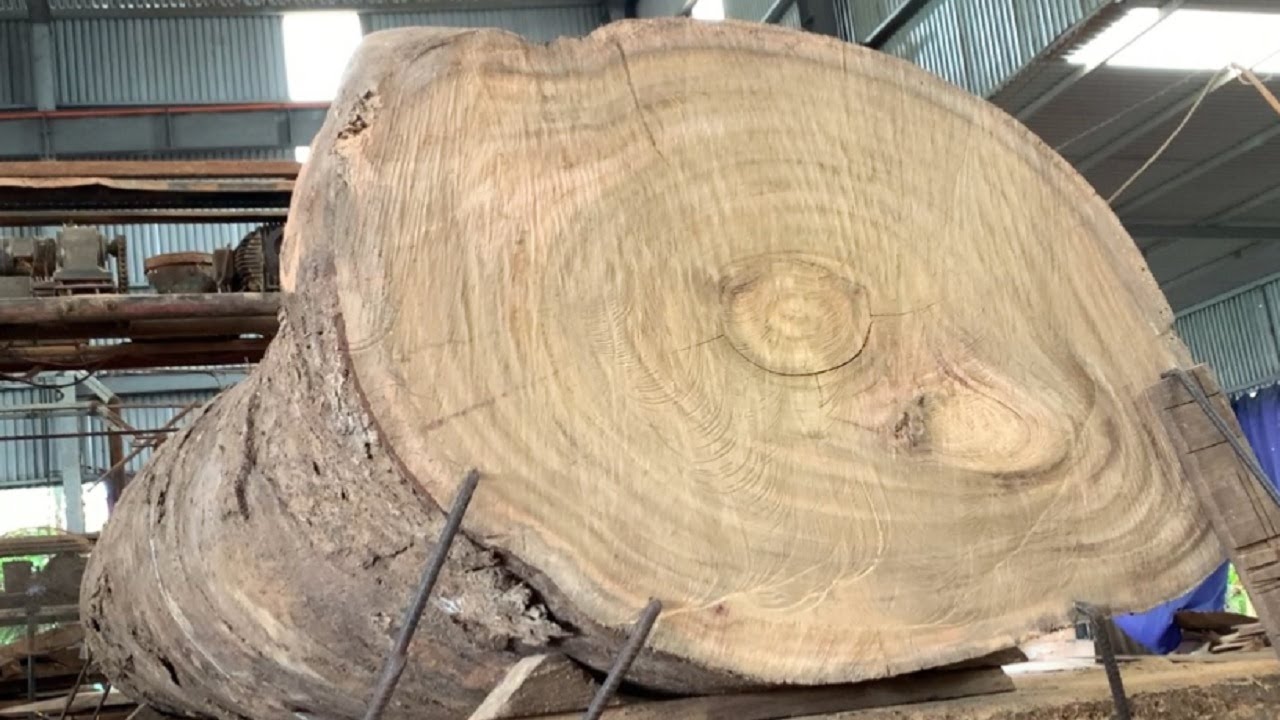 Amazing Factory Wood Sawmill I've Made King's Valuable Twisted Wood