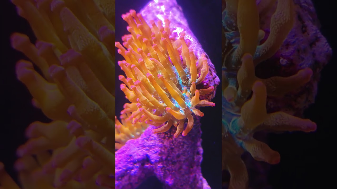 🔥Bubbletip🔥anemome🔥 #aquarium #fishtank #fishaquarium #aquascape #aquariumfish #nature #fish #ocean