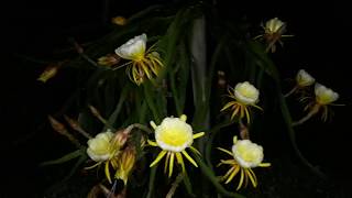 Palora Gold - Pitahaya from the ecuadorian amazon rainforest