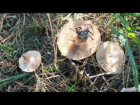 Зелёнки, подзеленки и другие грибы.       #природабеларуси#рядовки#зеленушка#грибнойсезон