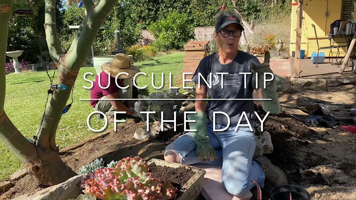 Installing a Low Maintenance Drought Tolerant Succulent Garden in Claremont Day 1 October 13 2021