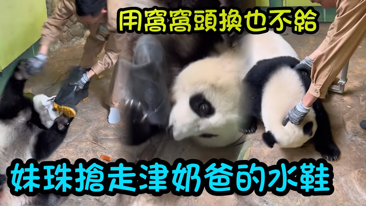 2月5日  妹珠搶走了津奶爸的水鞋，奶爸用胡蘿蔔窩窩頭換都不給，津奶爸入場給妹珠送胡蘿蔔吃😊#panda #cutepanda  #熊貓妹珠
