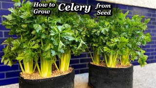 Growing Celery Step by Step - from Seed to Harvest by Life in a pot 5,885 views 2 months ago 6 minutes, 28 seconds