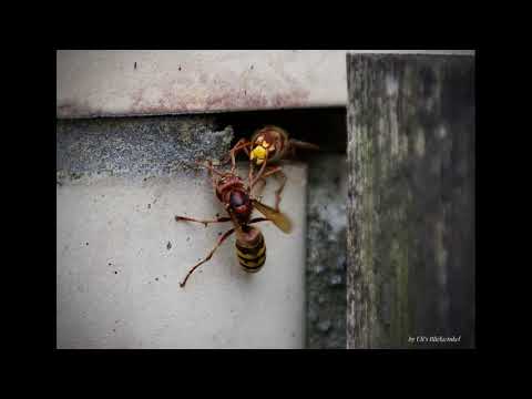 Hornissen in der Hauswand ! - YouTube