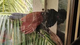 Call of a Beautiful Bird - The Greater Coucal or Bharadwaj
