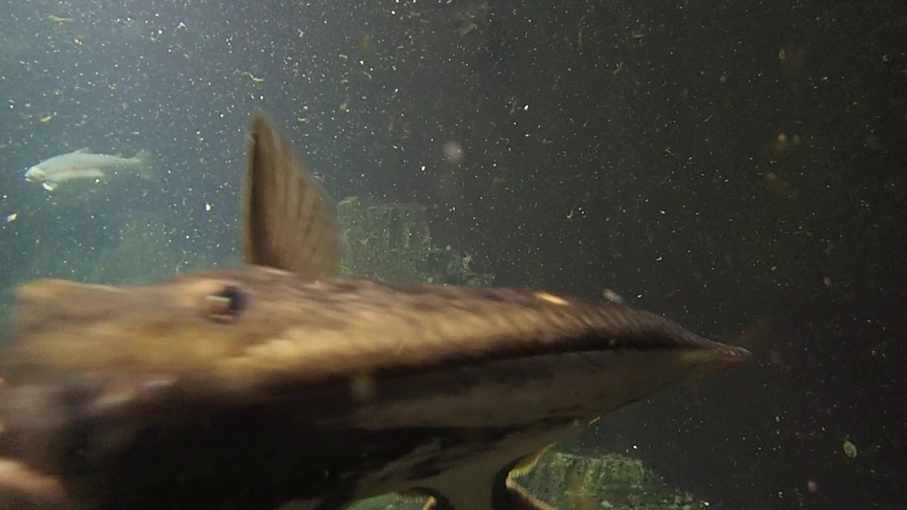 オヒョウが向かってくる水中動画 Underwater Video Where Halibut Is Approaching Youtube