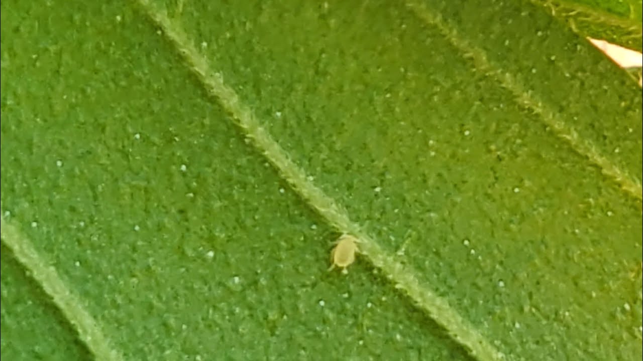 Fighting Bug Damage on Outdoor Cannabis: Close-Up Examination & Natural Solutions!