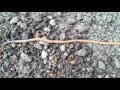 Earthworm | Lumbricina