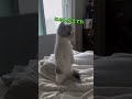 悶絶級かわいさ！癒やし猫ショート集💖