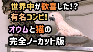 世界中が歓喜した‪オウムと猫(A complete version of a parrot who wants to touch the tail of a cat)