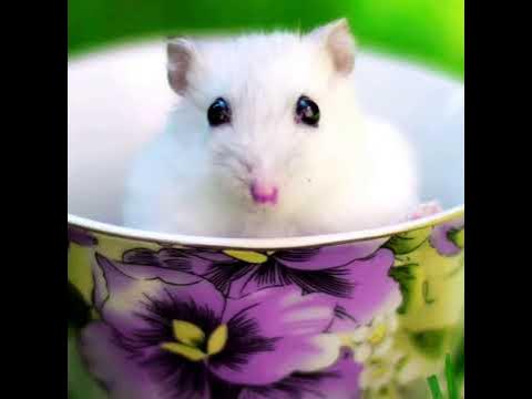 Хамяки - YouTube