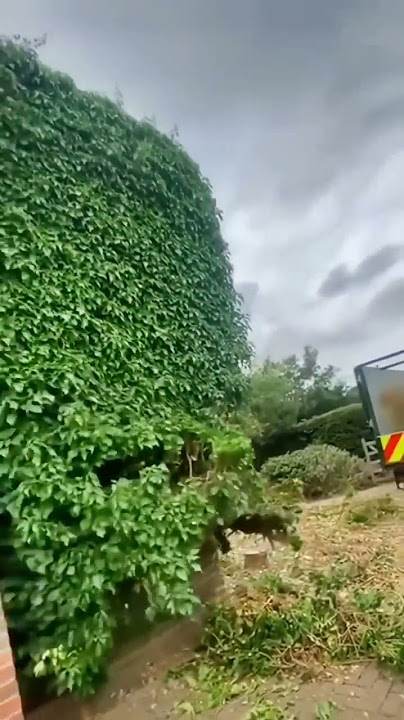 Removing Boston Ivy Wall #satisfying #short