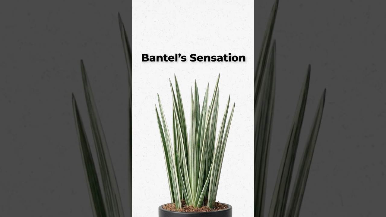 Bantel's Sensation Explained