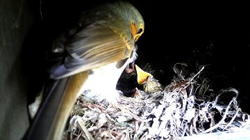 Nest Box Diary 2018 - Robin