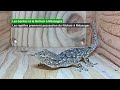 Les Geckos se battent pour le Nichoir à Mésanges (4K)