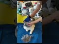 Groom Your Pet with Love! ✨ Pet Grooming Glove – Humanized Brush (SKU: 17940)💰 Price: ₹70/- #deodap