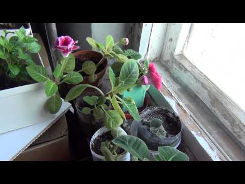 Video: Spathiphyllum, Or "Women's Happiness". Home Care. Photo Video: Spathiphyllum, Or "Women's Happiness". Home Care. Photo