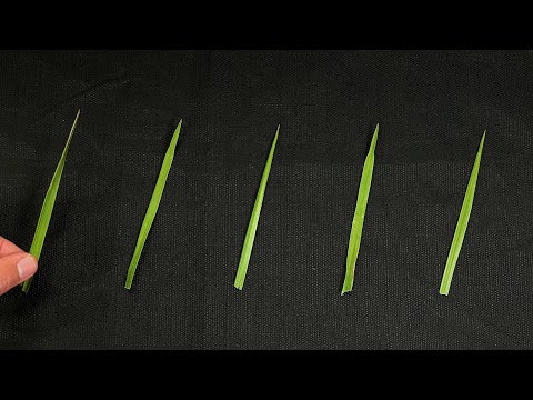 Bill Wurtz in Real Life - maybe i could eat blades of grass