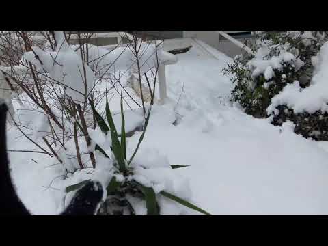 Snow in Thessaloniki,Greece