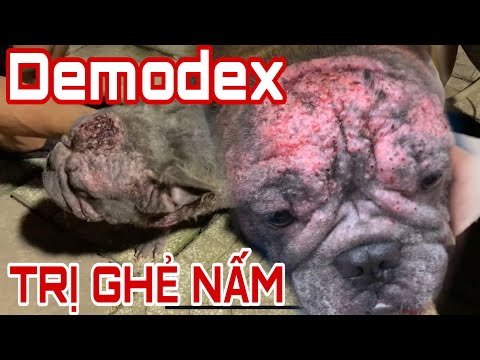 Video: Cách điều Trị Bệnh Demodicosis ở Chó