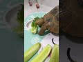 Tortoise eating cucumber 13 #foryou #foryou