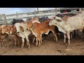 FEIRA DE GADO DE CAPOEIRAS PE DIA 27 08 2021