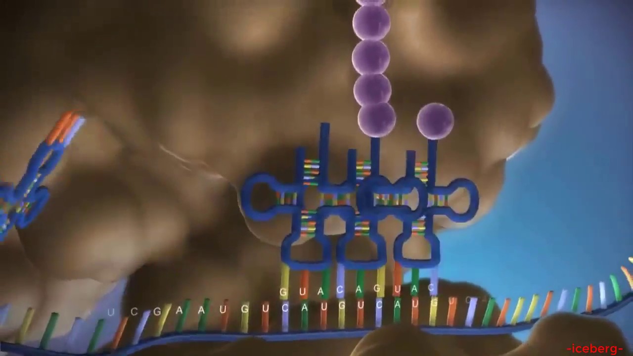 Học thuyết trung tâm | Học thuyết trung tâm, từ DNA đến Protein