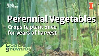 Growing Perennial Vegetables, Asparagus, Rhubarb & More | #GoodGrowing