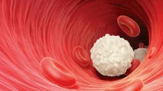 Famous Difference Between Red Blood Cell and White Blood Cell Wealth