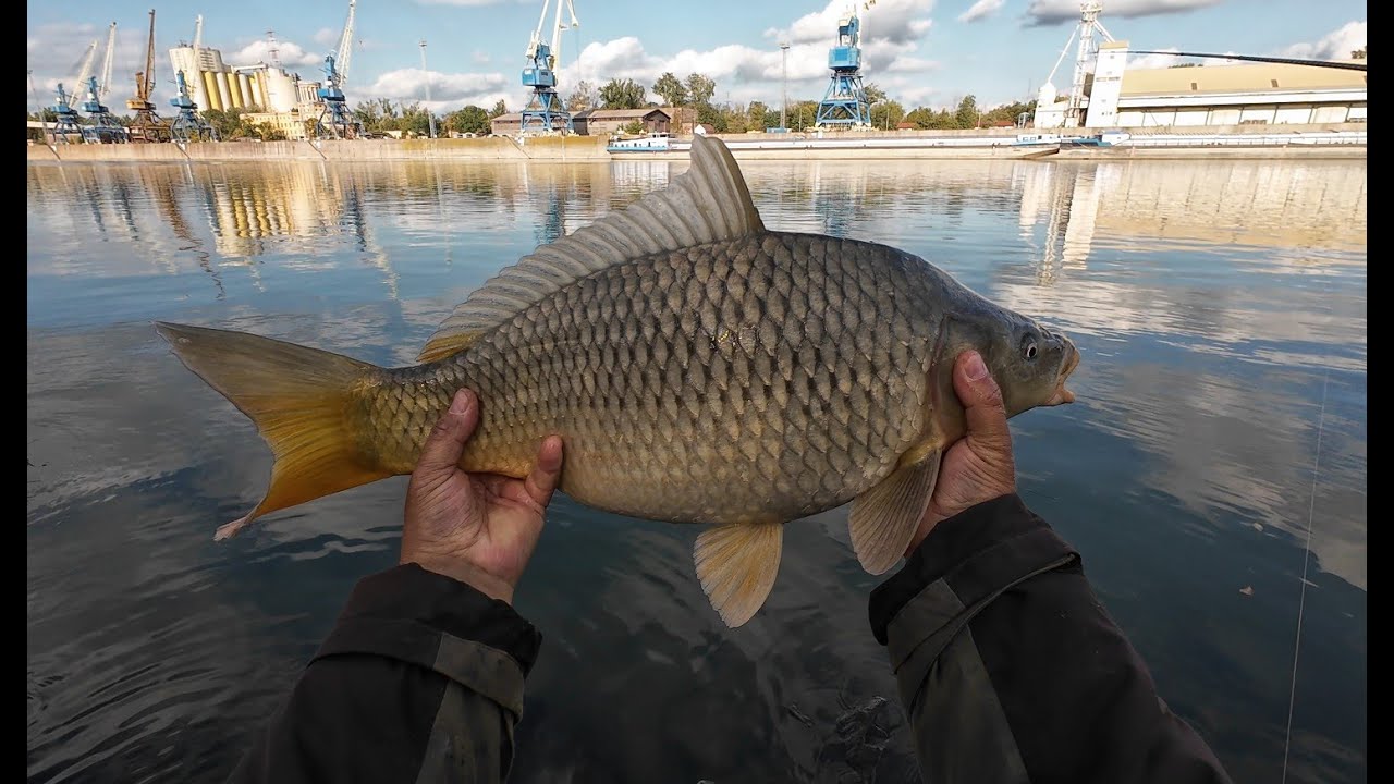 Benzar No Limit Bolo ,vertikális feeder jellegű tesztje. CXP Hard River 5kg-os ponty fárasztása.