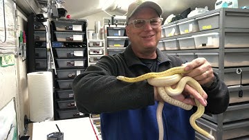 My Collection: San Diego Gopher Snakes (p.c. annectens)