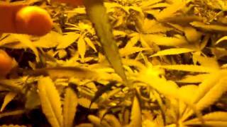 STB Indoor Cannabis grow #13