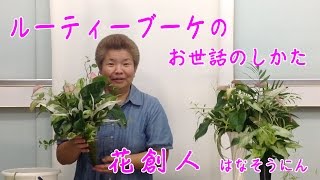 ギャザリング水苔で観葉植物【ルーティブーケの作り方】9/11お世話のしかた／花創人はなそうにん岐阜愛知寄せ植えハンギングバスケット教室