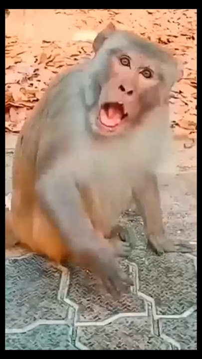 Detik-Detik Monyet Kaget #funny #balon #monkey #cute