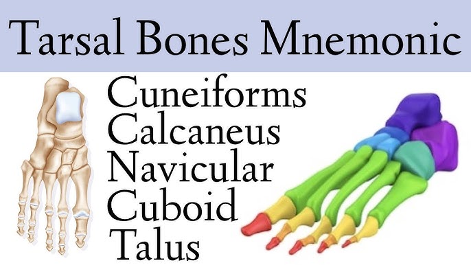 Skull Anatomy - Cranial Bone and Suture Labeled Diagram, Names, Mnemonic —  EZmed