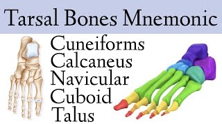 Foot & Ankle Bone Anatomy Mnemonic [Tarsal Bone Names]