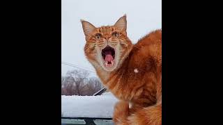 Рыжий Кот Мейн-Кун Зевает В Замедленной Съёмке