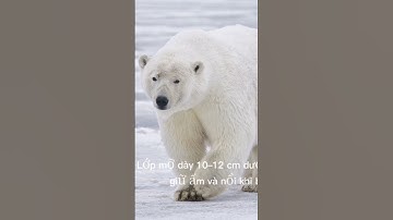 tìm hiểu về gấu bắc cực #thegioidongvat #animals #dongvat #vairal #panda #facts